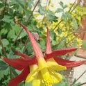 Aquilegia hybride